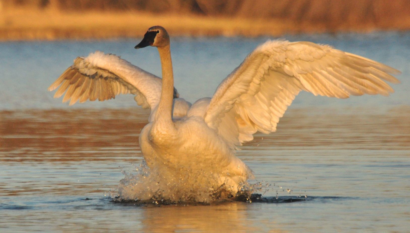 TRUMPETER TOUCHDOWN